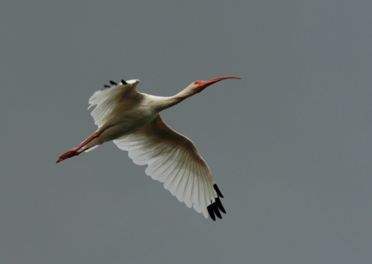 White Ibis - marvin hyett