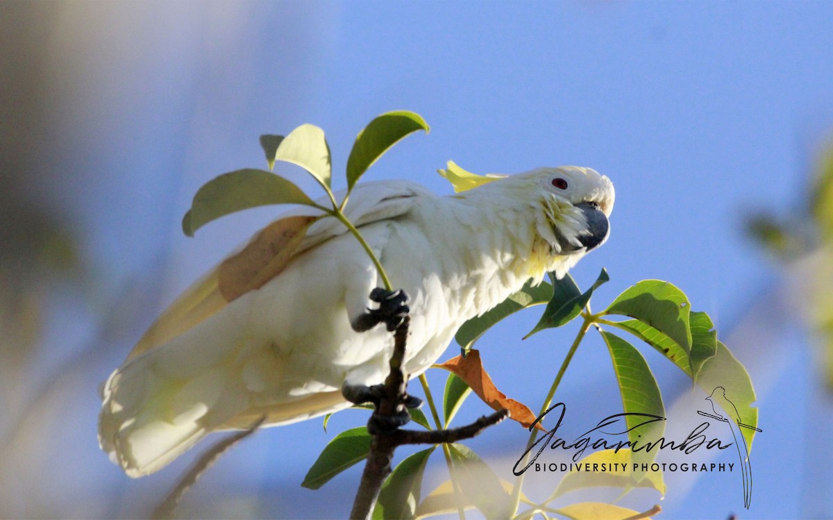 Yellow-crested Cockatoo - Yovie Jehabut