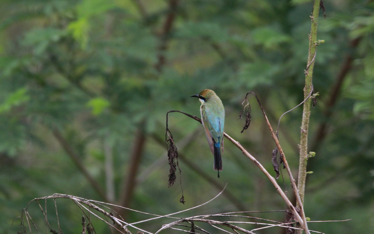 Rainbow Bee-eater - Yovie Jehabut