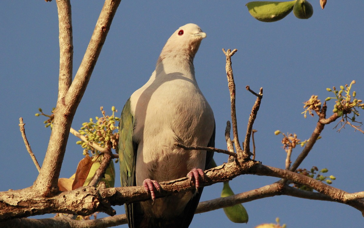 Green Imperial-Pigeon (Green) - ML204043541
