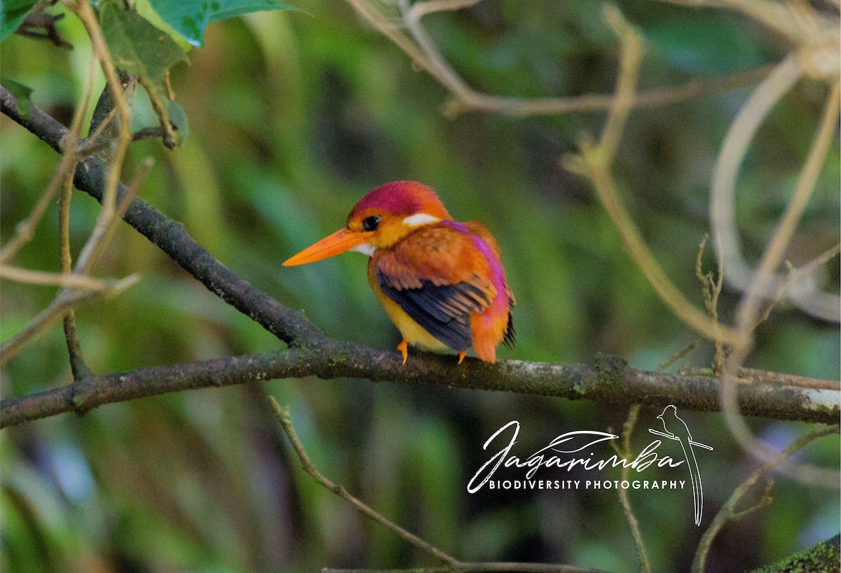 Rufous-backed Dwarf-Kingfisher - Yovie Jehabut