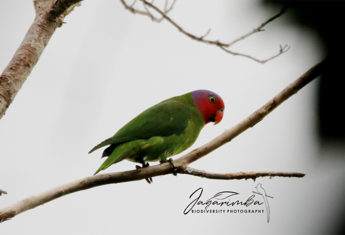 Red-cheeked Parrot - Yovie Jehabut