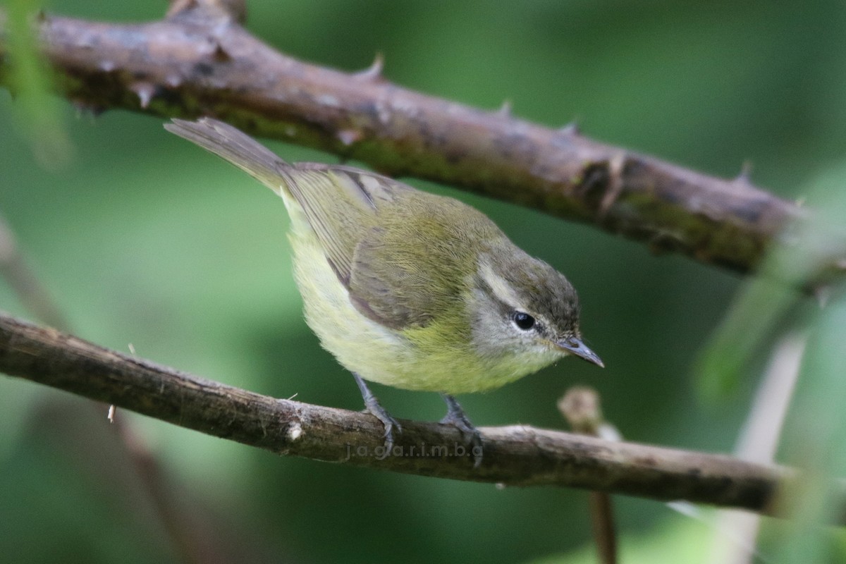 Timor Leaf Warbler (Flores) - ML204043871