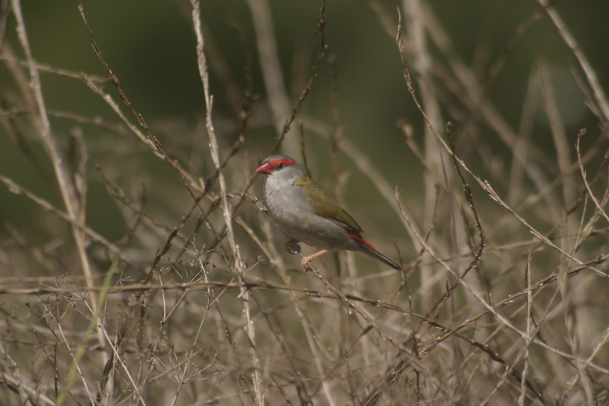 Red-browed Firetail - ML204044001
