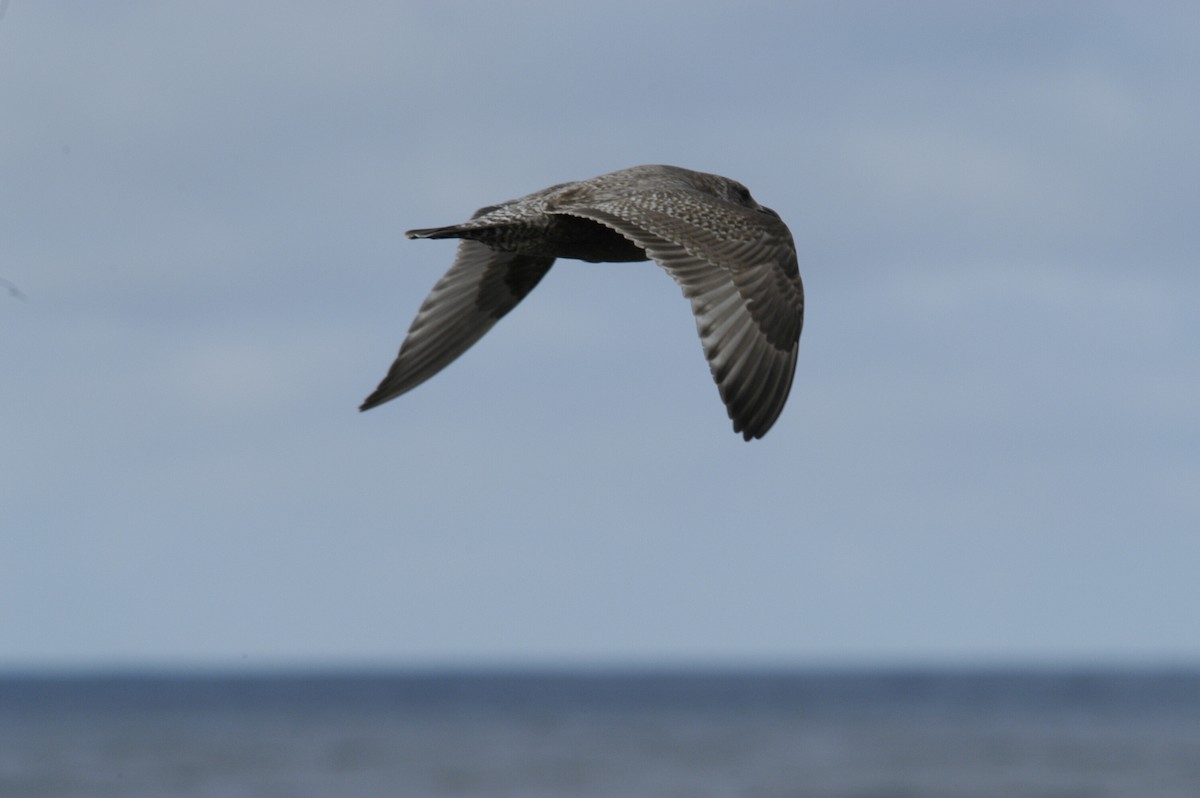 Western Gull - marvin hyett