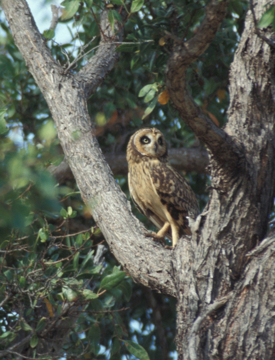 Short-eared Owl (Antillean) - marvin hyett