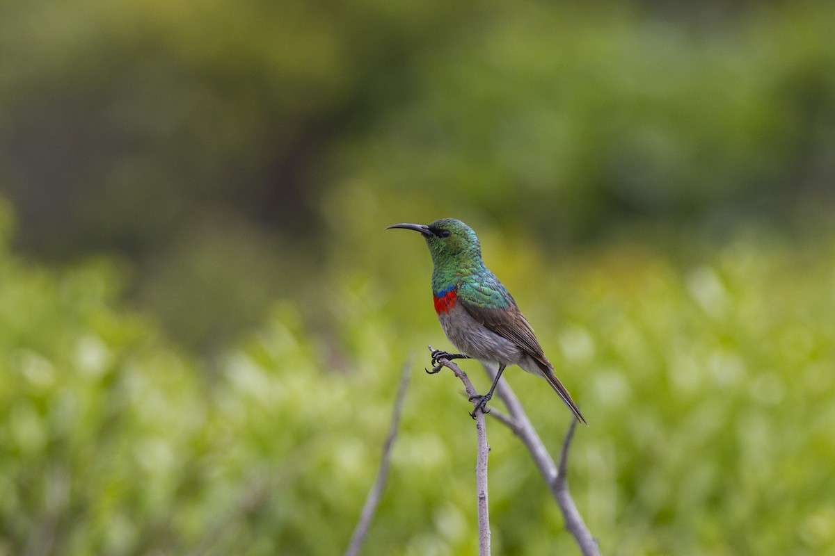 Southern Double-collared Sunbird - ML20404511