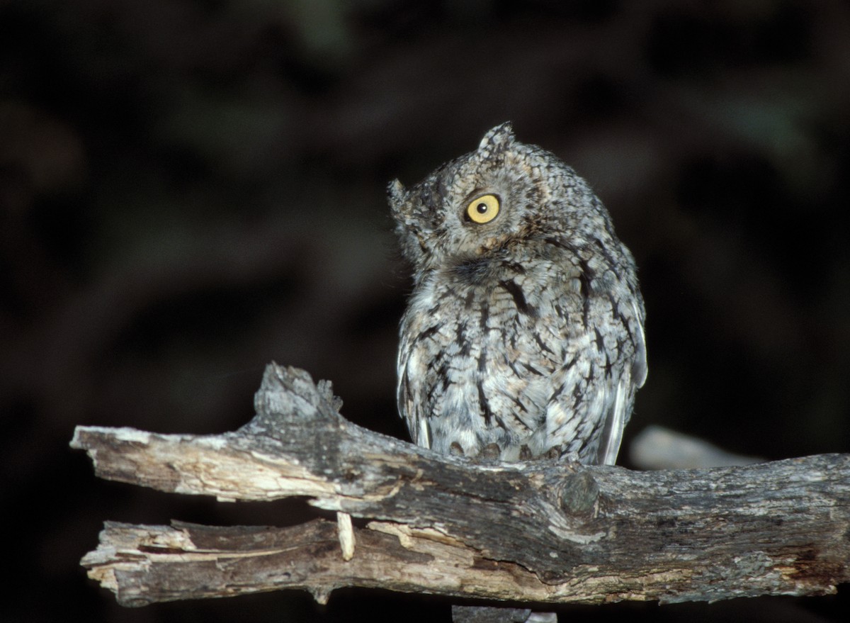 Whiskered Screech-Owl - marvin hyett
