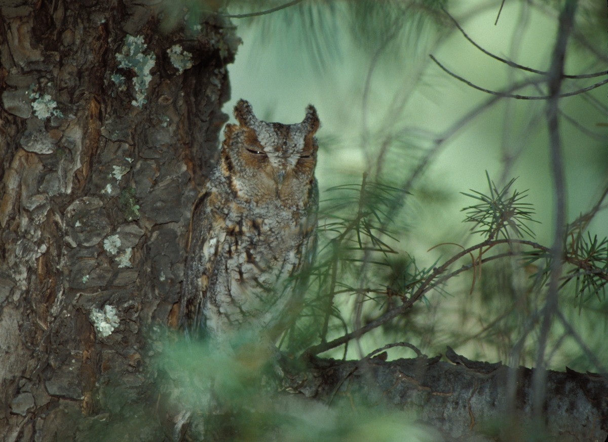 Flammulated Owl - marvin hyett
