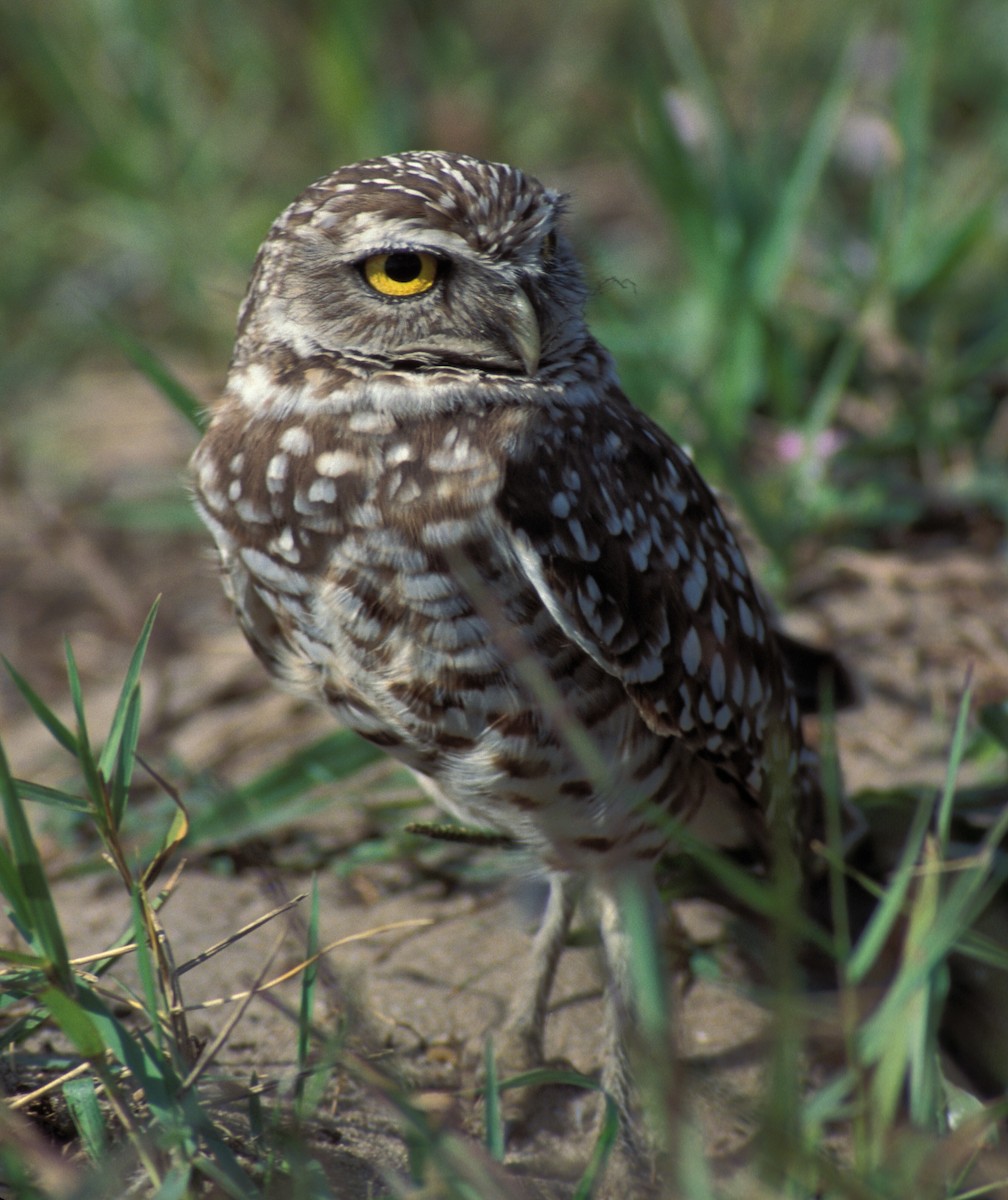 Burrowing Owl (Florida) - marvin hyett