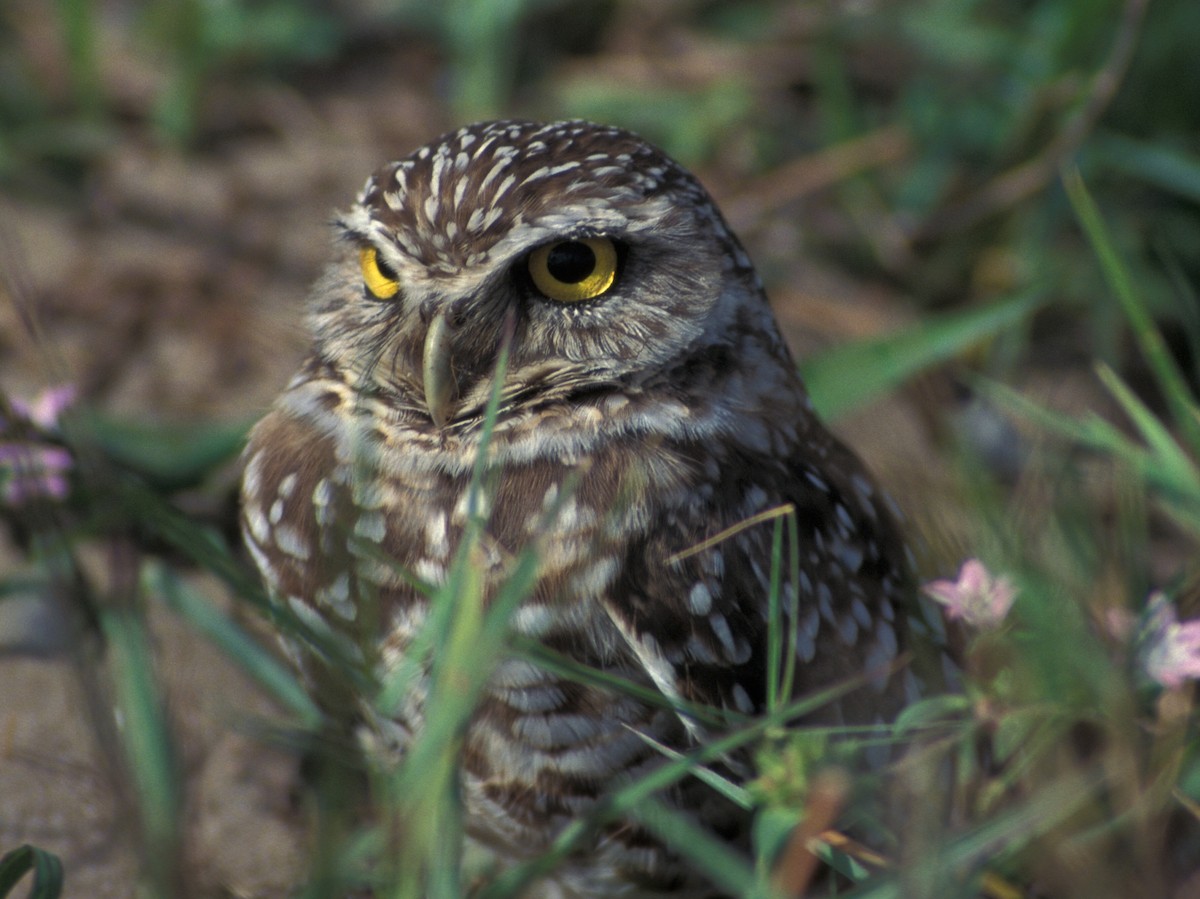 Burrowing Owl (Florida) - marvin hyett