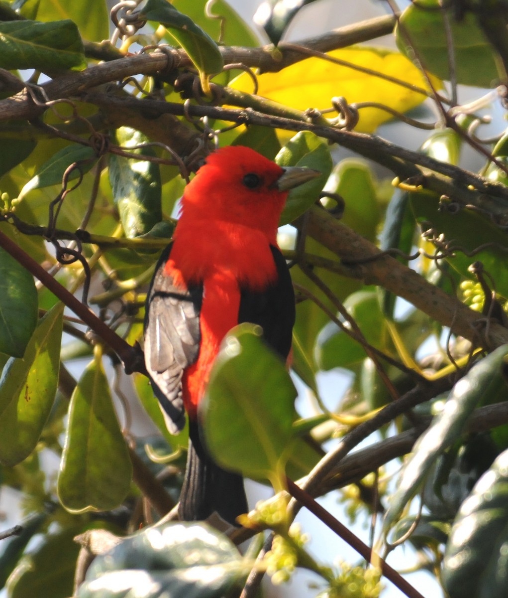 Scarlet Tanager - ML204045481