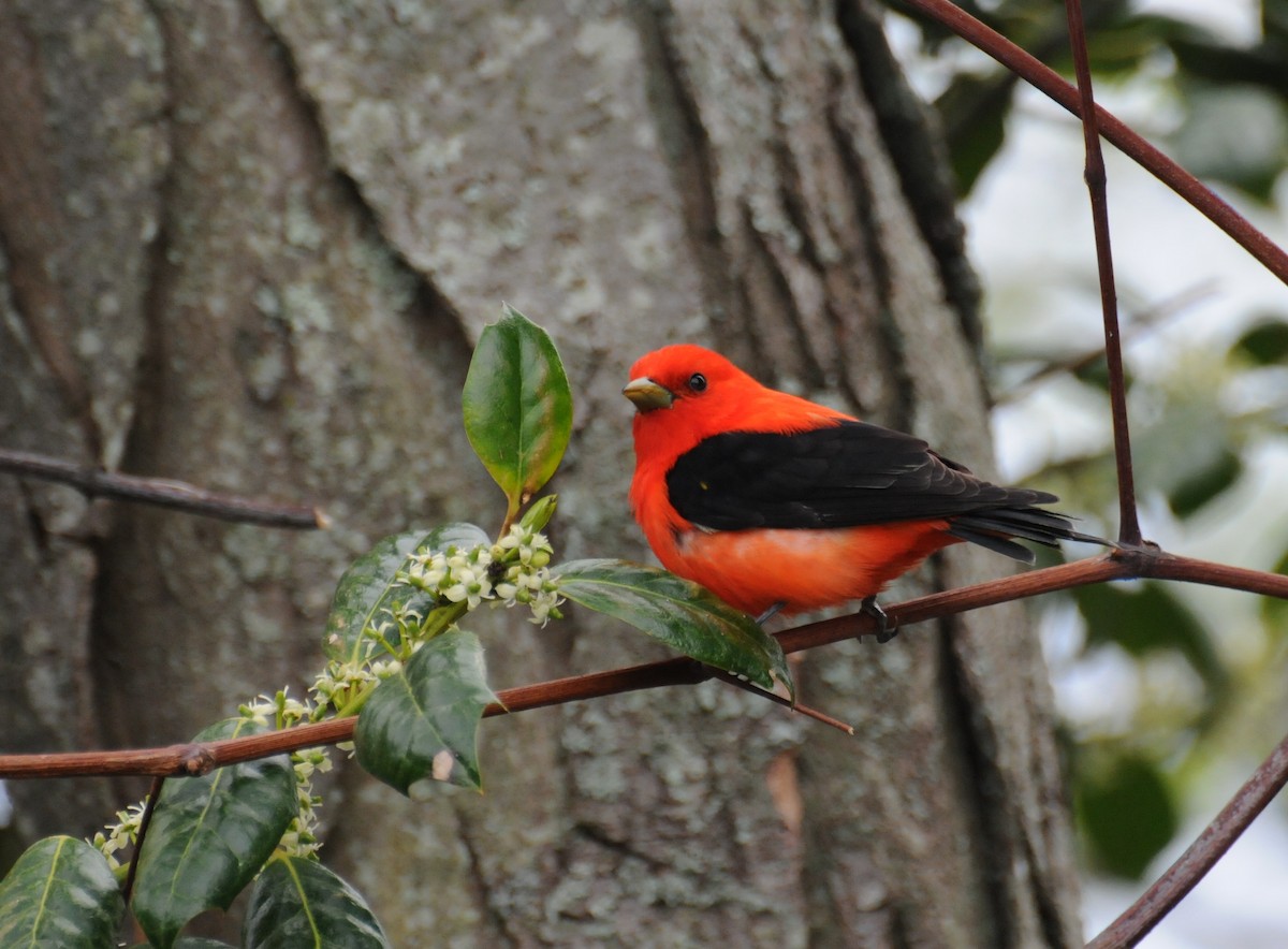 Scarlet Tanager - ML204045491