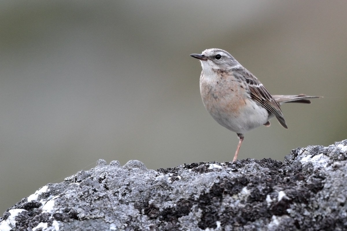 Water Pipit (Western) - Anonymous