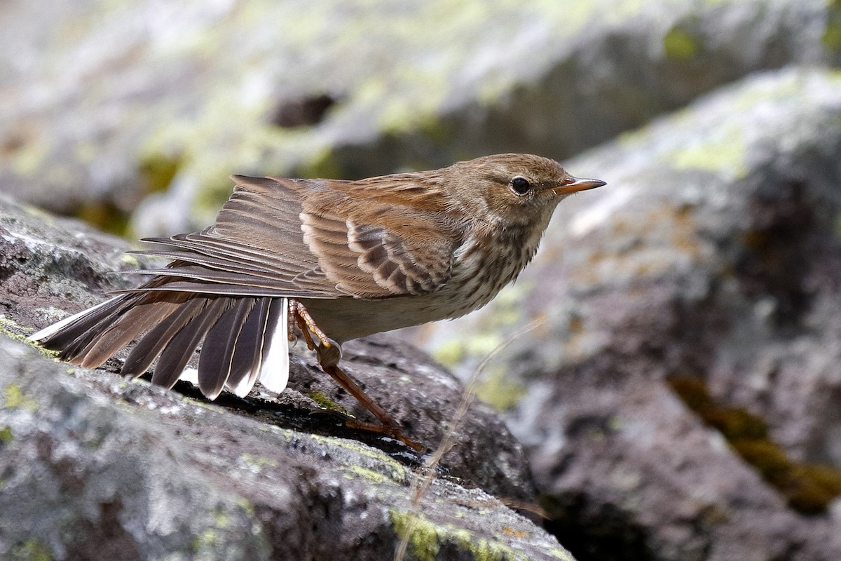 Water Pipit (Western) - Anonymous