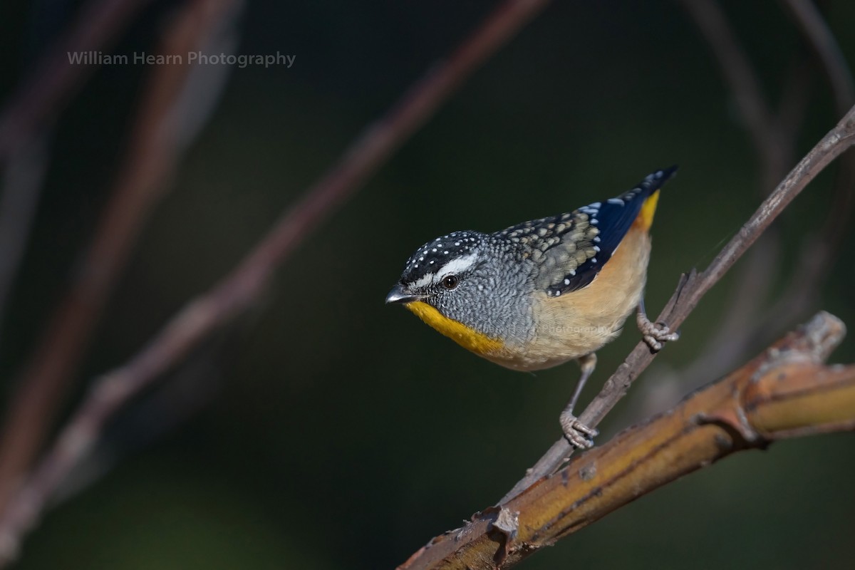 Spotted Pardalote (Spotted) - William Hearn