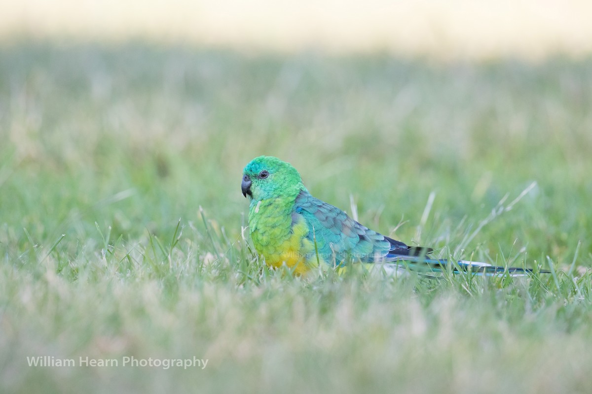 Red-rumped Parrot - William Hearn