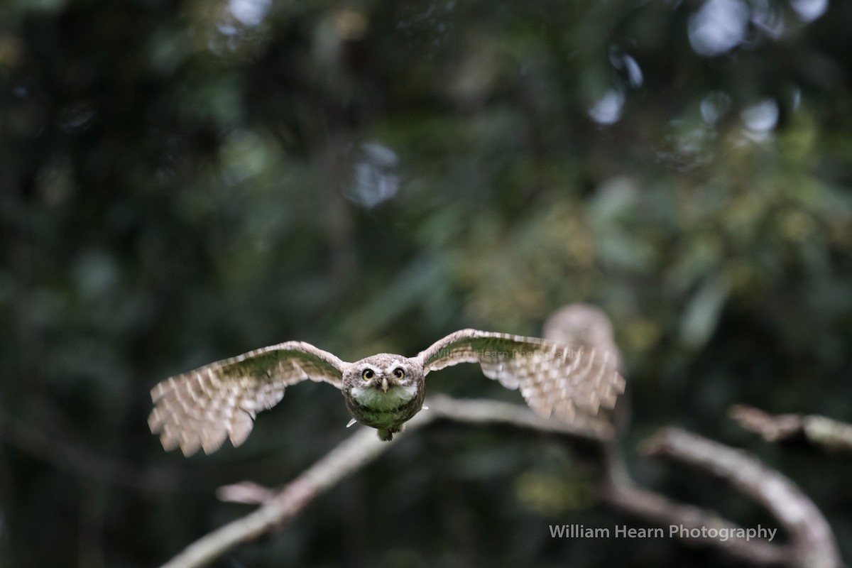 Spotted Owlet - William Hearn