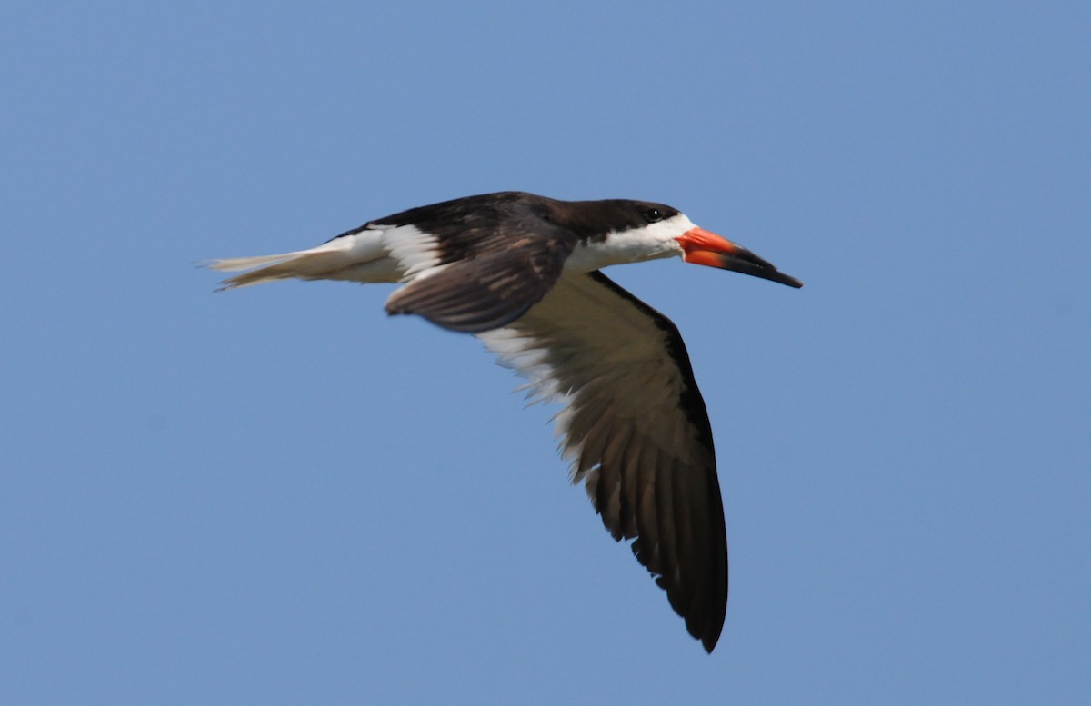 Black Skimmer (niger) - marvin hyett