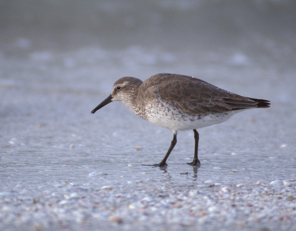 Red Knot - ML204047241