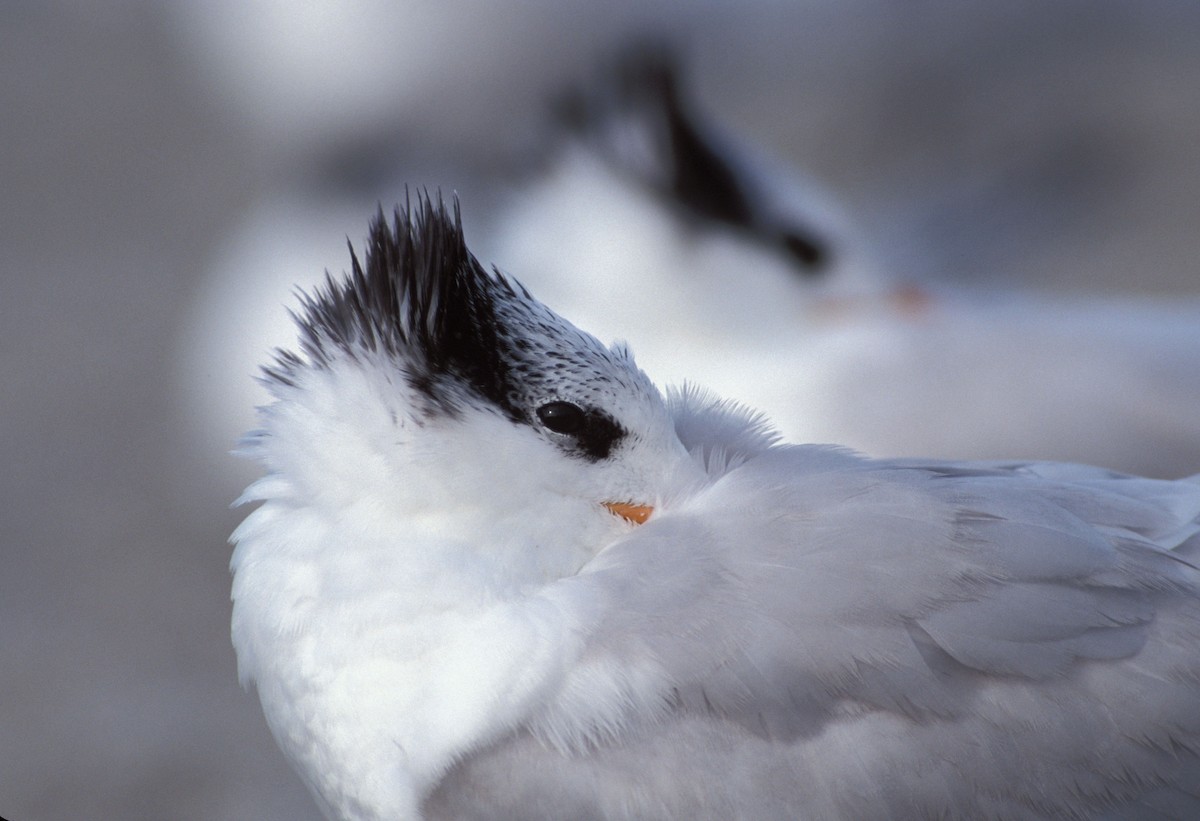 Royal Tern - marvin hyett