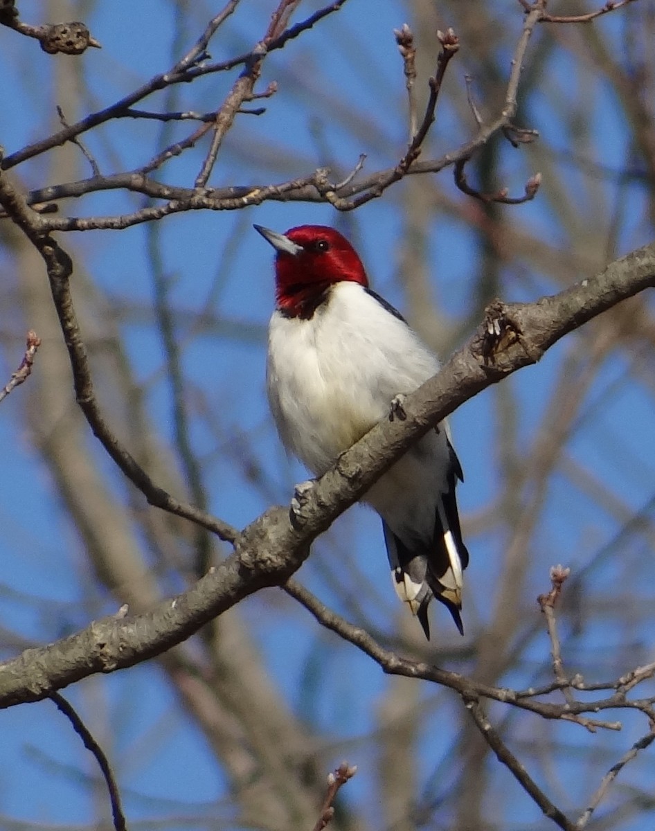 Red-headed Woodpecker - marvin hyett