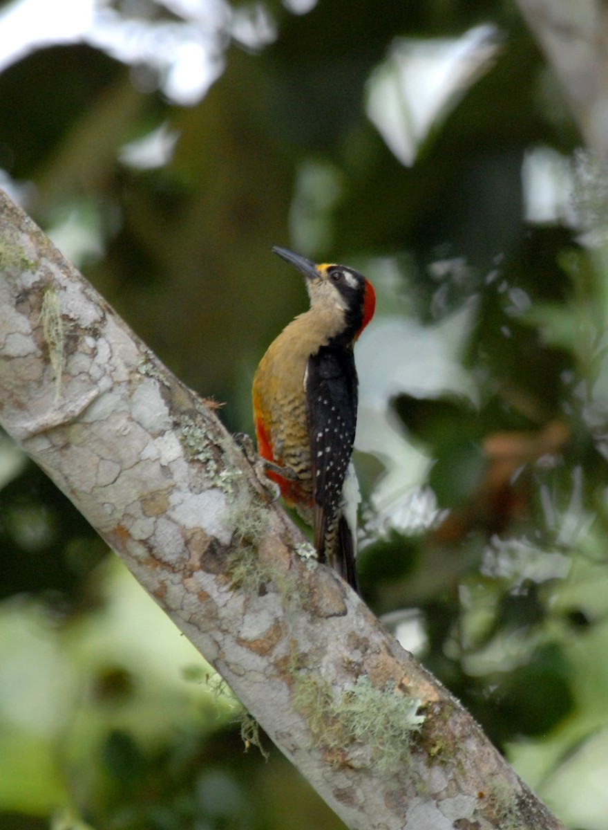 Black-cheeked Woodpecker - ML204049691