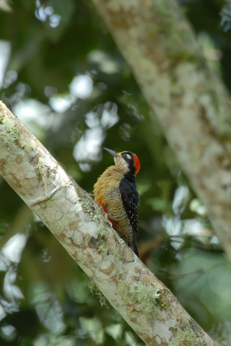 Black-cheeked Woodpecker - ML204049701