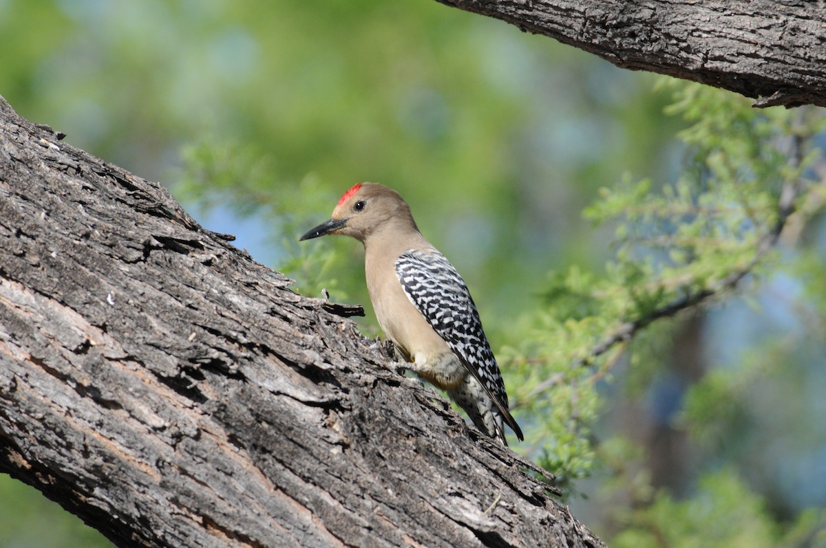 Gila Woodpecker - marvin hyett