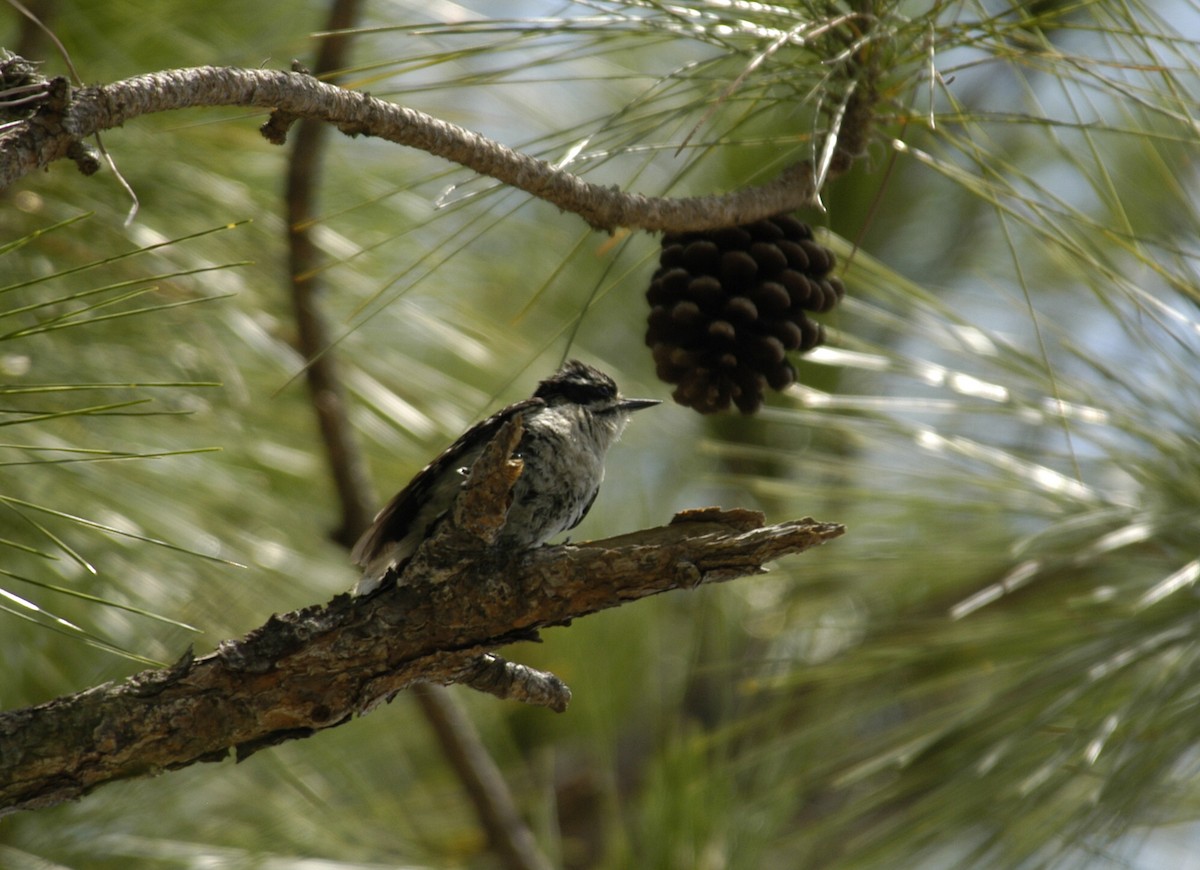 Downy Woodpecker (Eastern) - marvin hyett