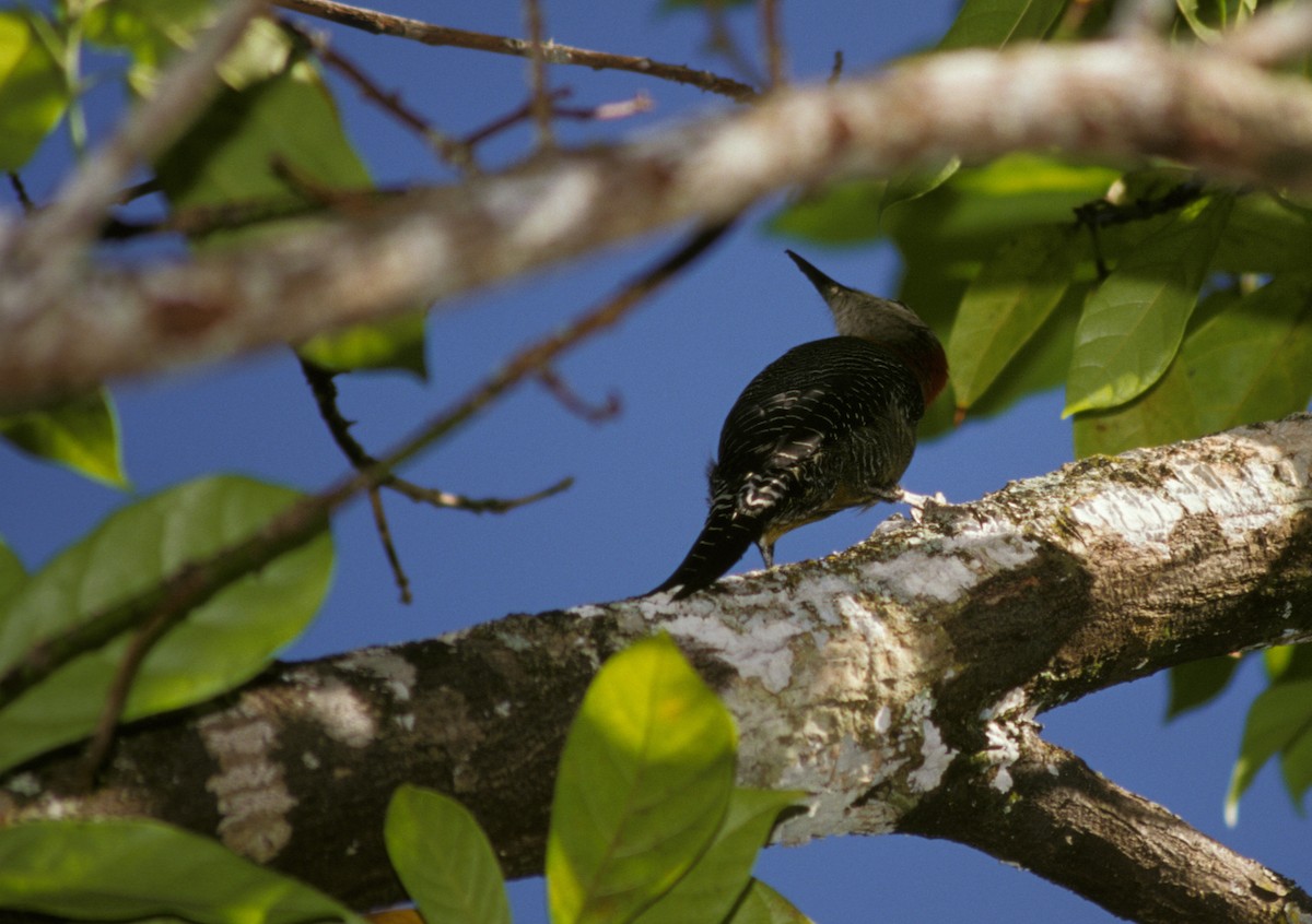 Jamaican Woodpecker - marvin hyett