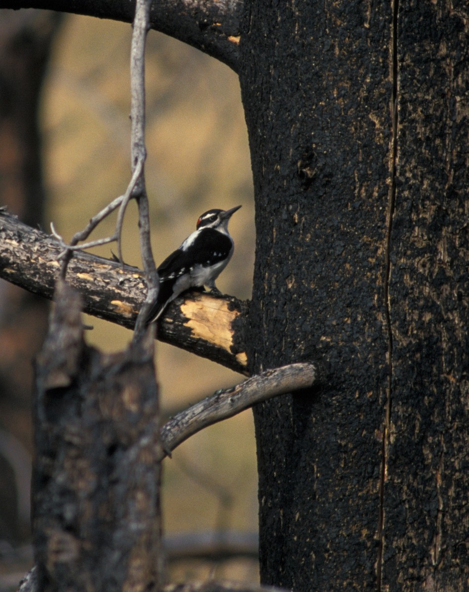 Hairy Woodpecker (Eastern) - marvin hyett