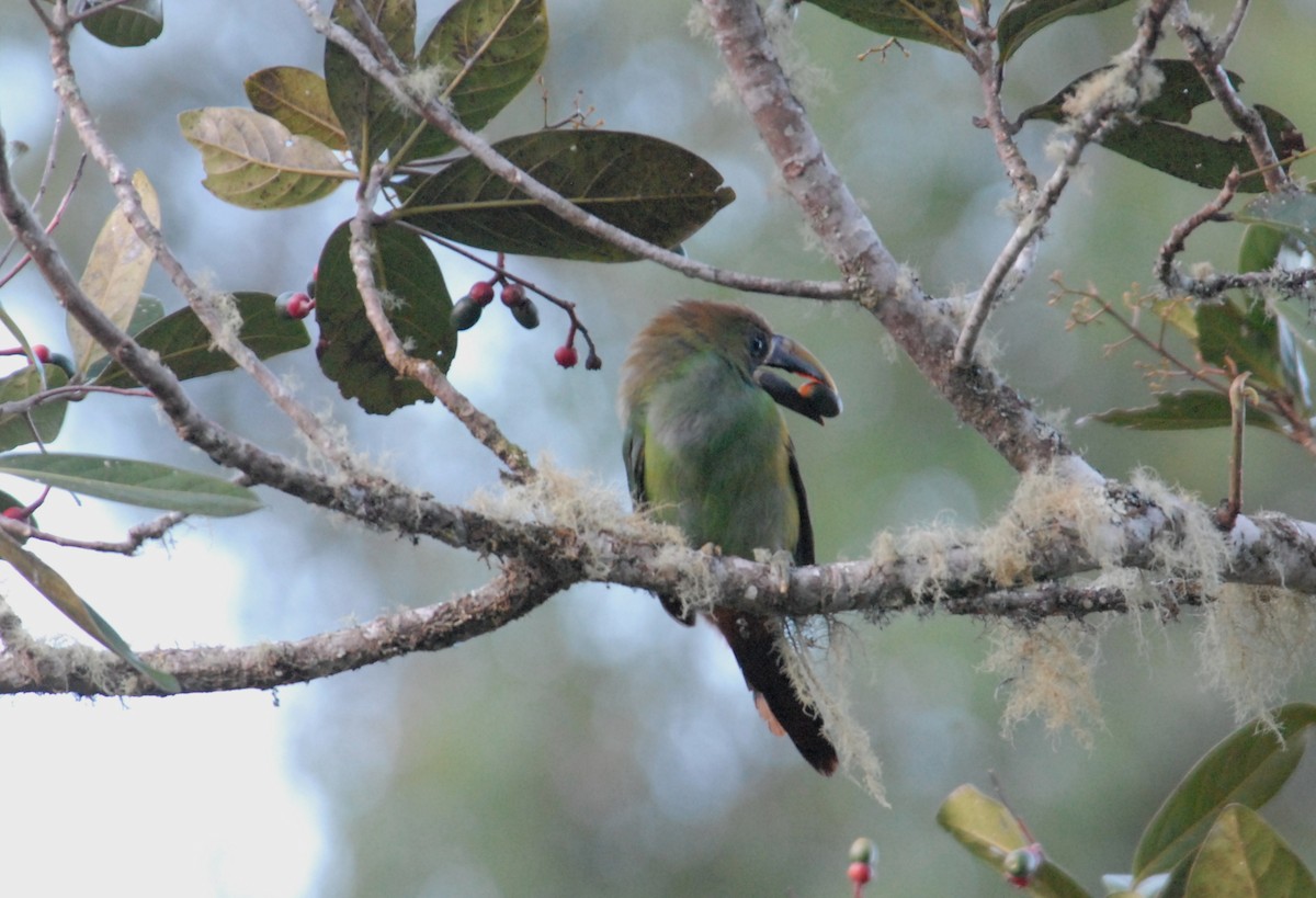Northern Emerald-Toucanet (Blue-throated) - ML204050021