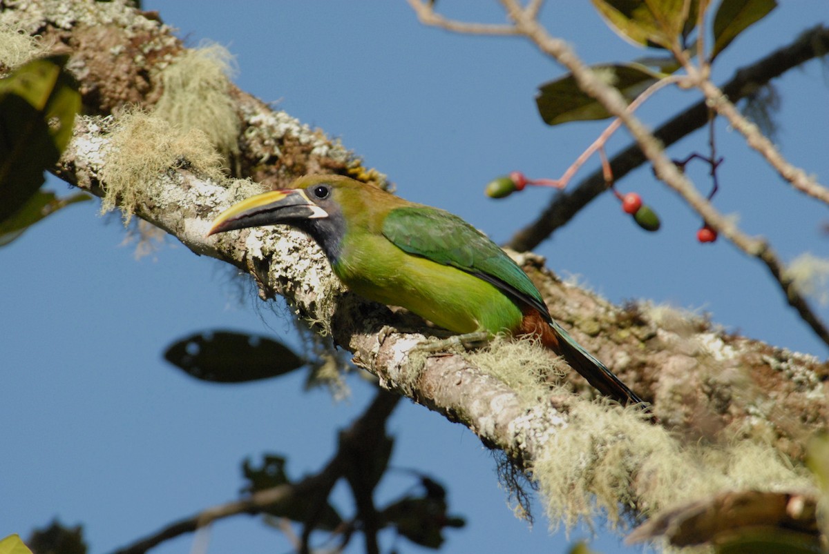 Northern Emerald-Toucanet (Blue-throated) - ML204050041