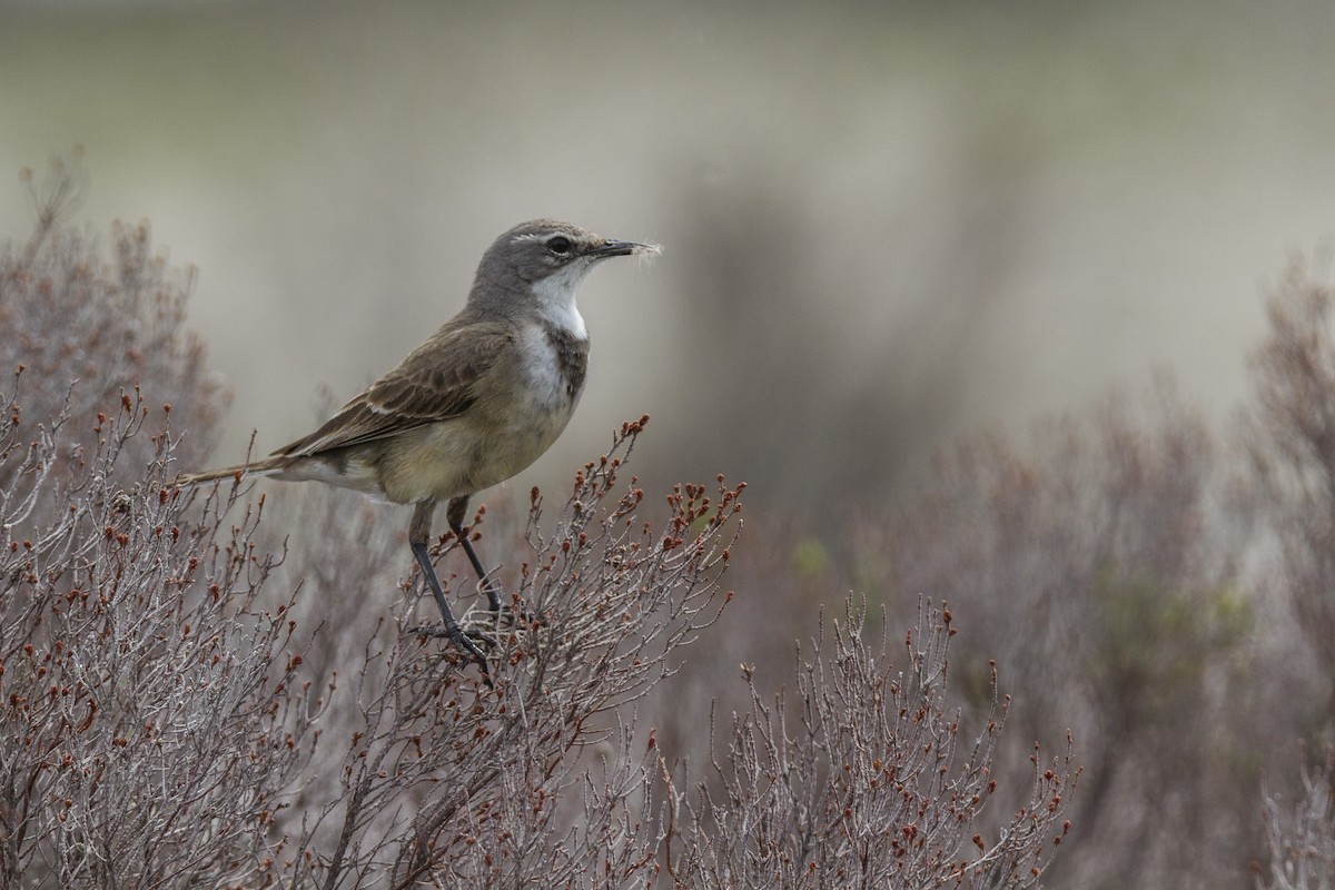 Cape Wagtail - ML20405091