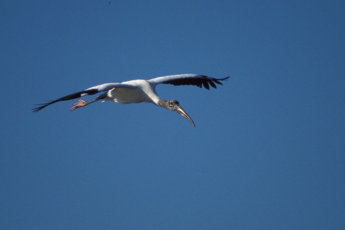 Wood Stork - marvin hyett
