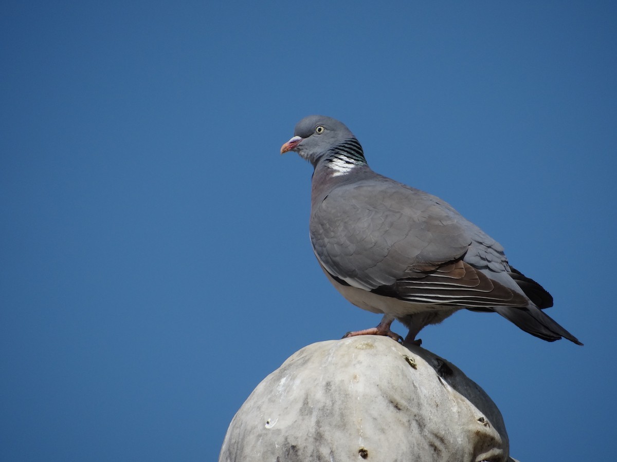 Common Wood-Pigeon - marvin hyett