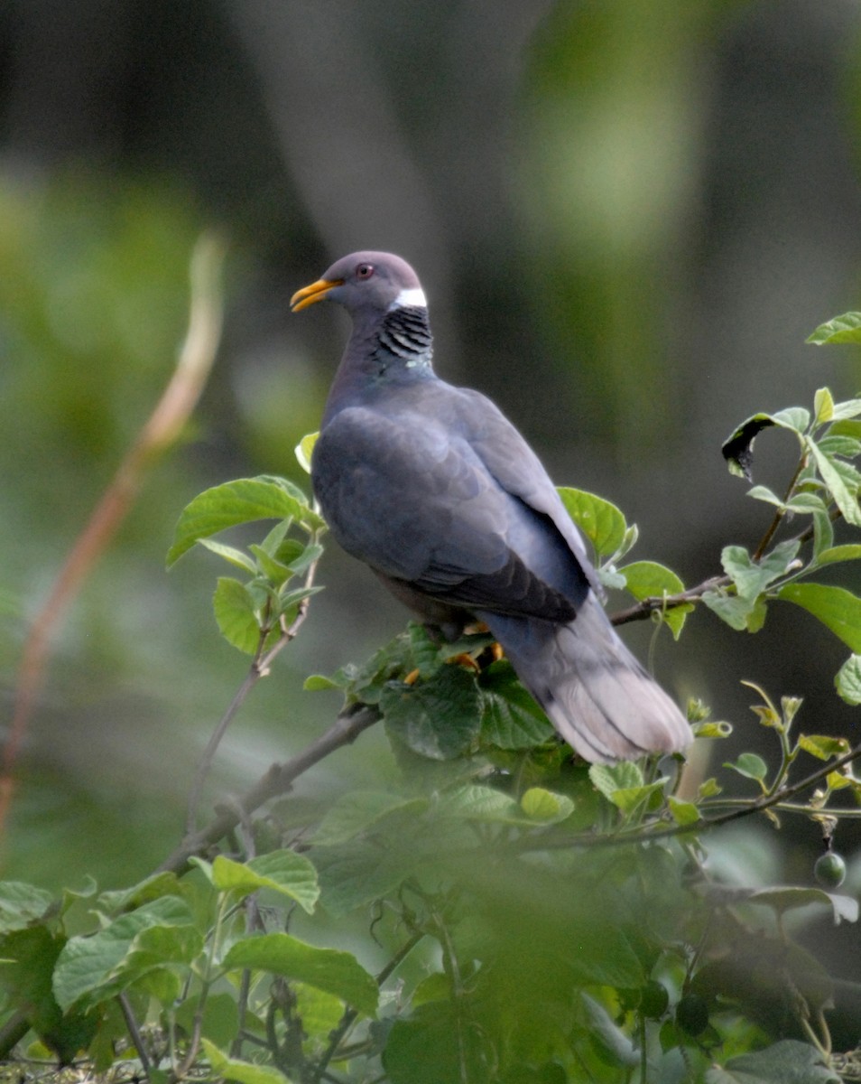 Band-tailed Pigeon (White-necked) - marvin hyett