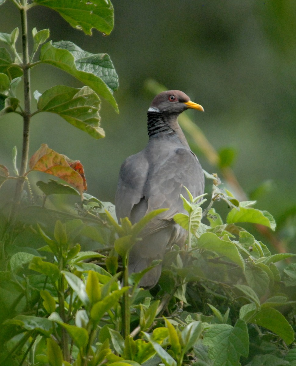 Band-tailed Pigeon (White-necked) - ML204051331