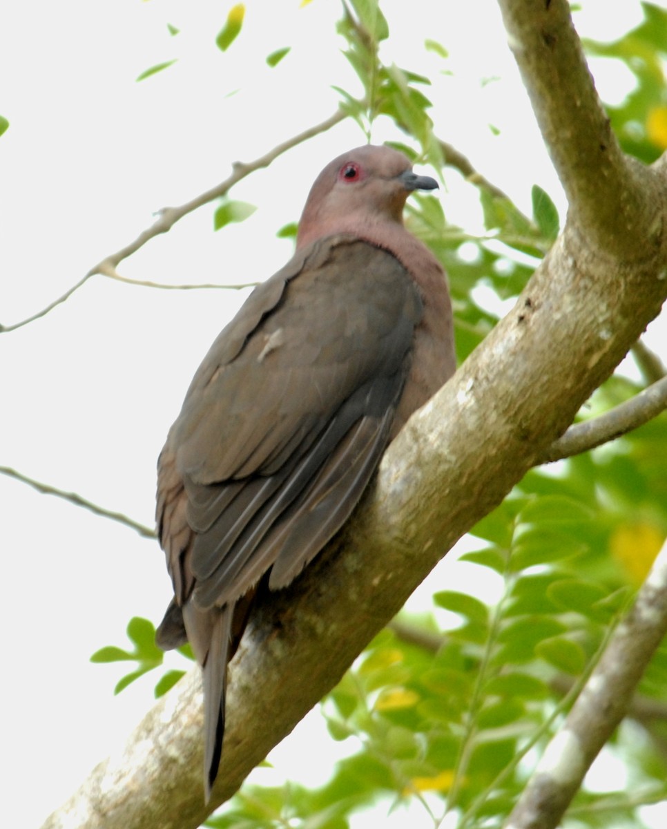 Short-billed Pigeon - marvin hyett