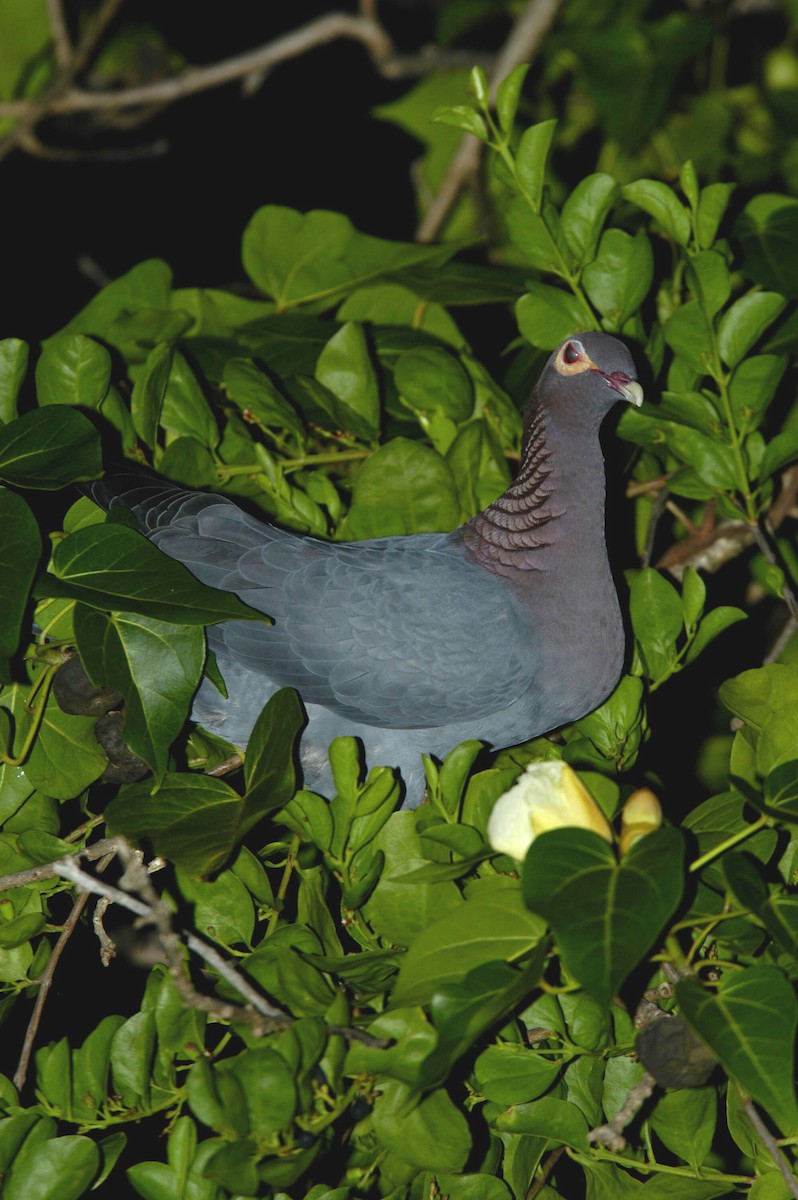 Scaly-naped Pigeon - marvin hyett