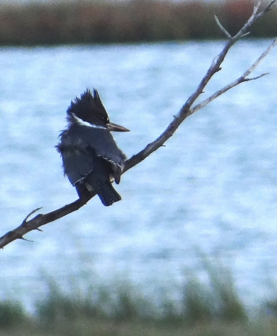 Belted Kingfisher - marvin hyett