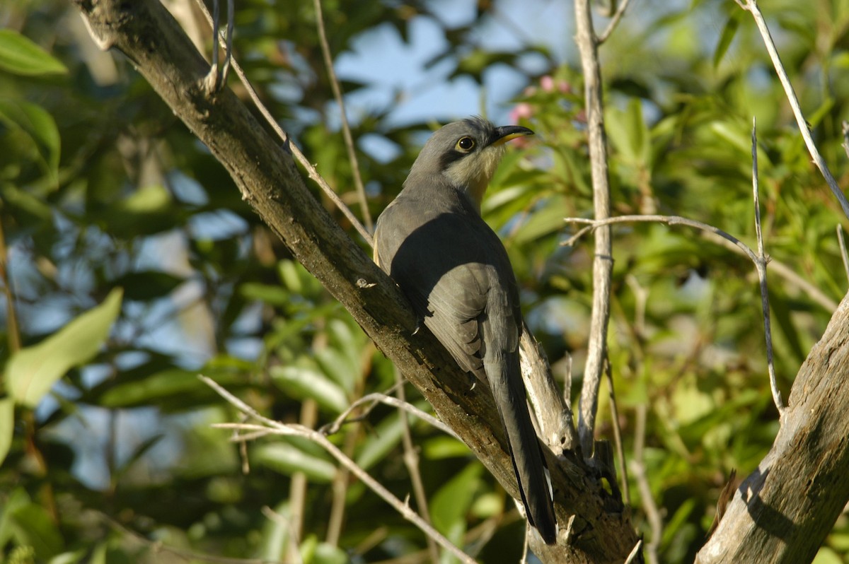 Mangrove Cuckoo - marvin hyett