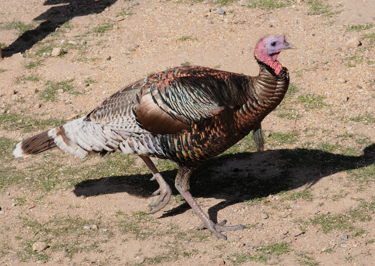 Wild Turkey - marvin hyett