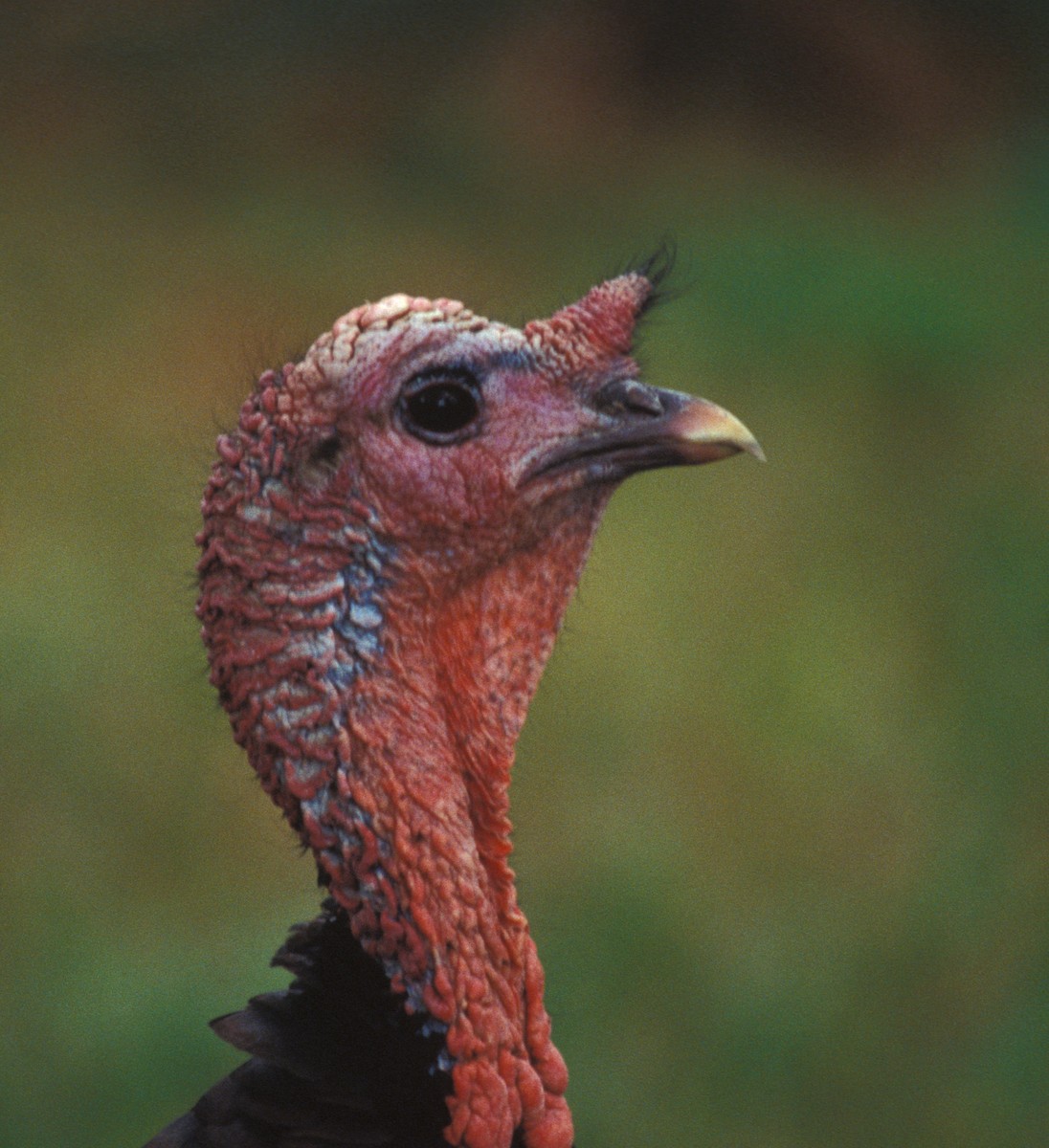 Wild Turkey - marvin hyett