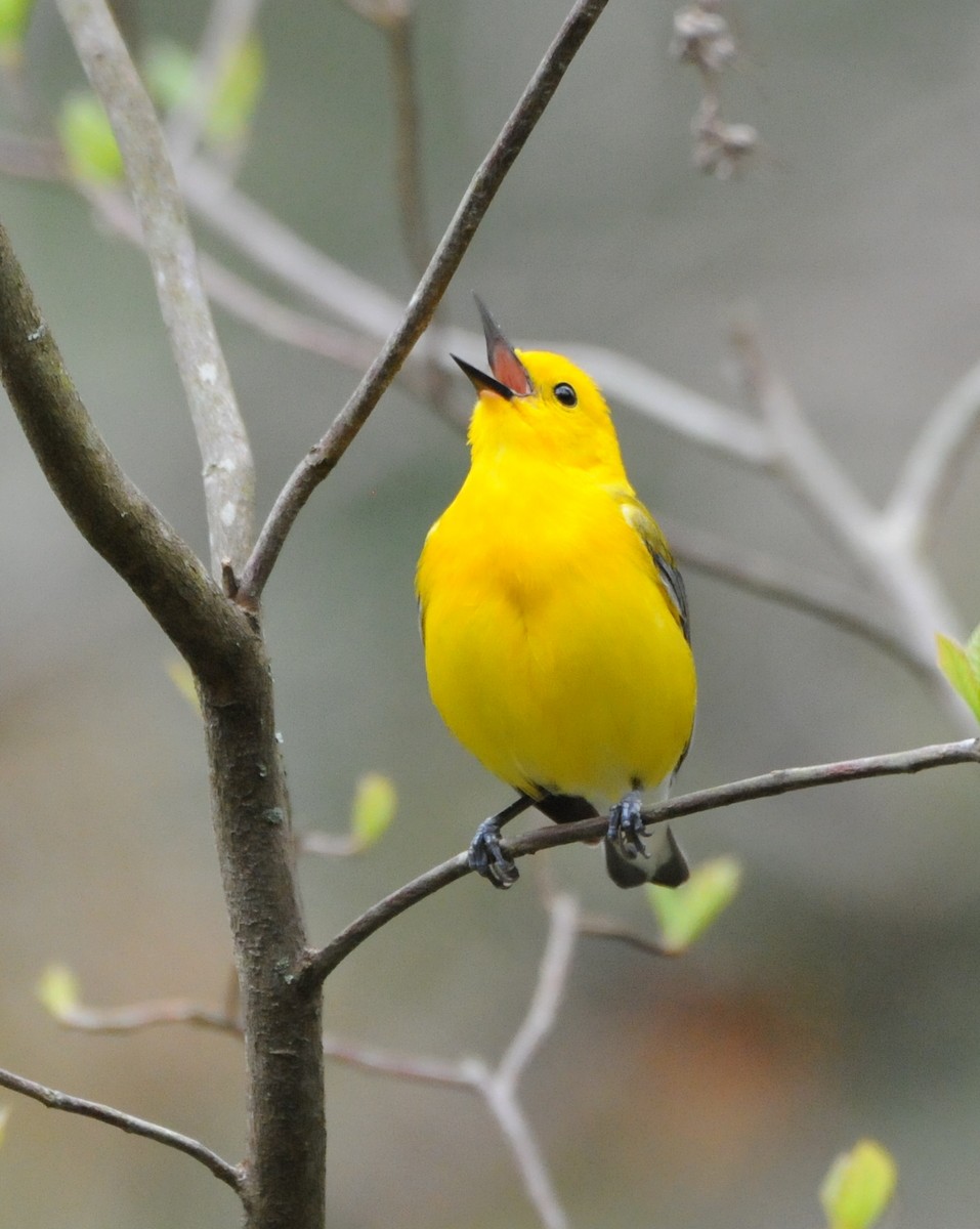 Prothonotary Warbler - ML204052571
