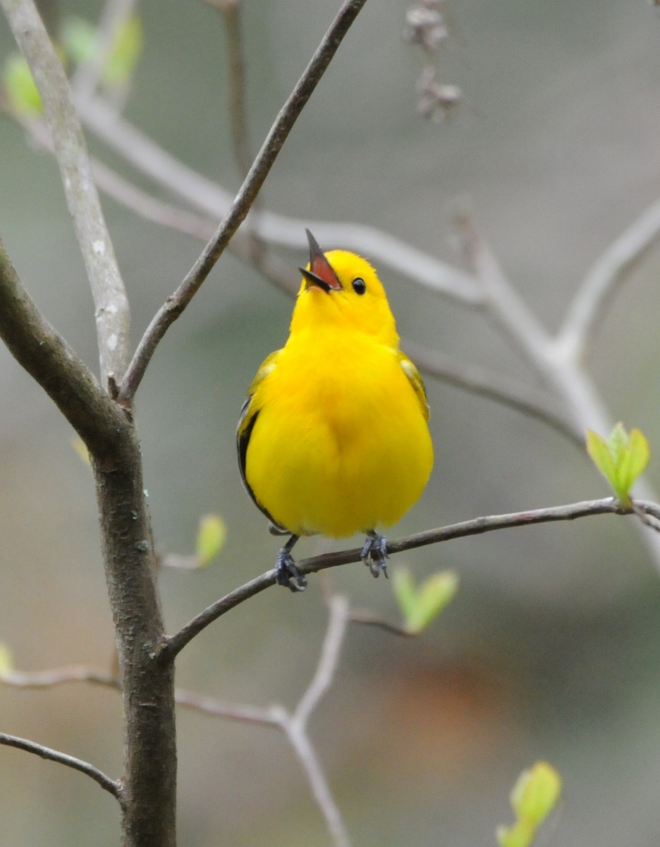 Prothonotary Warbler - ML204052581