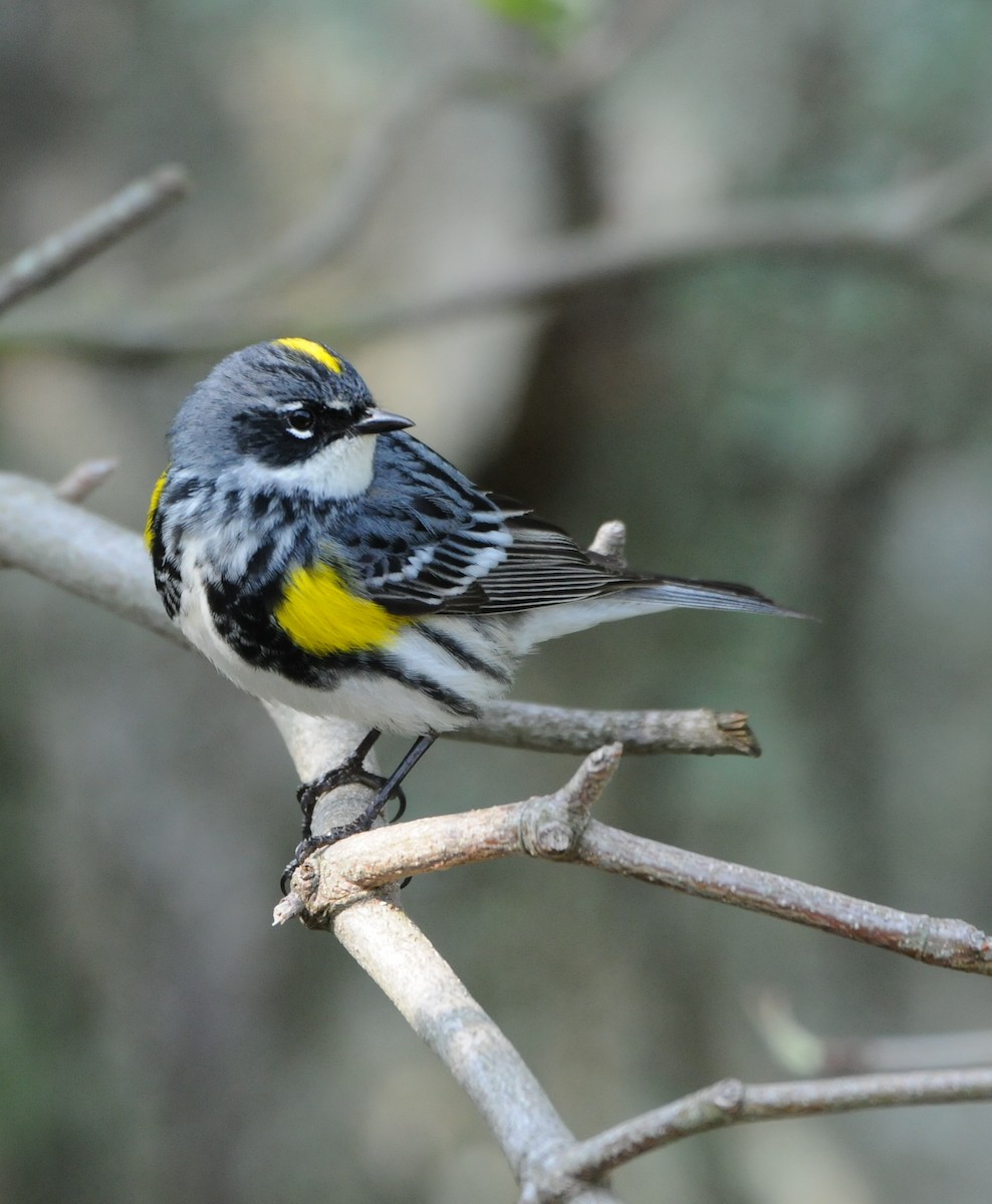 Yellow-rumped Warbler (Myrtle) - marvin hyett