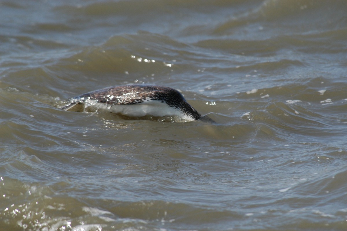 Red-throated Loon - ML204053711