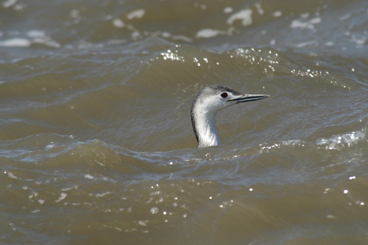 Red-throated Loon - ML204053721